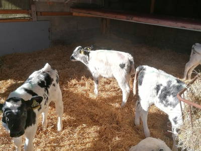 Bild 10 aus  Ferienhof Kornmayer - Nat(UR)laub zwischen Allgäu und Bodensee