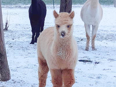 Bild 17 aus  Beim Lenglacher