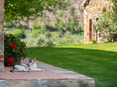 Bild 41 aus  Tenuta Il Cicalino