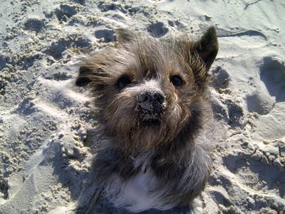 Bild 22 aus  Nase im Wind