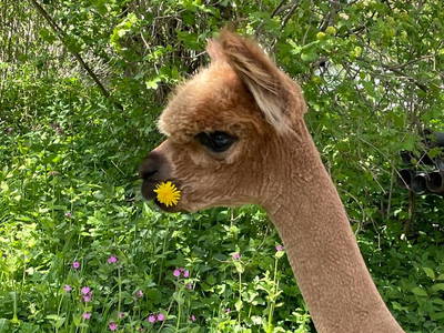 Bild 148 aus  Allgäu Bergferienhof
