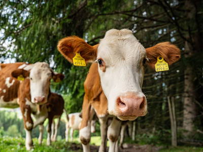 Bild 23 aus  Hornergut