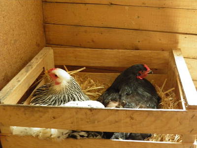 Bild 8 aus  Hubertushof Steidle