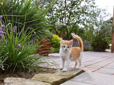 Bild 20 aus  Ferienwohnung am Halderner Wald