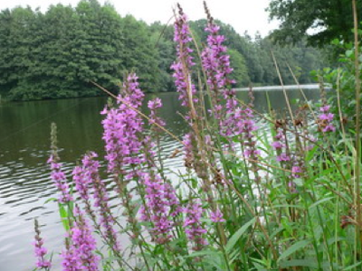 Bild 10 aus  Hof Junkernberg am See