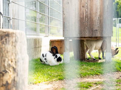 Bild 22 aus  Hornergut