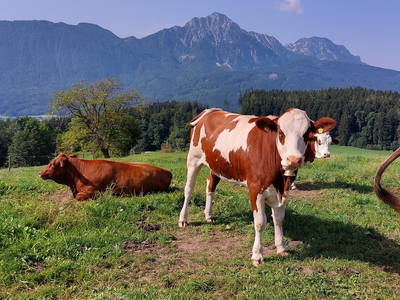 Bild 33 aus  Fuchsbauernhof