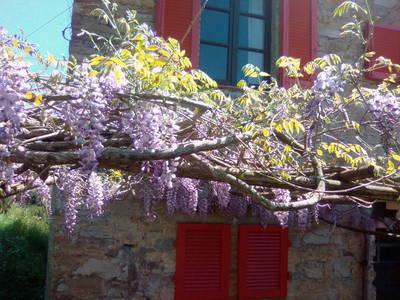 Bild 18 aus  Podere San Giuseppe - altes Bauernhaus mit 3 Wohnungen, Hunde willkommen