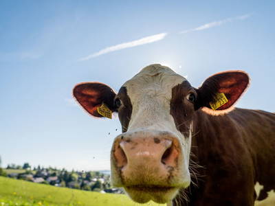 Bild 39 aus  Schweizermichelhof