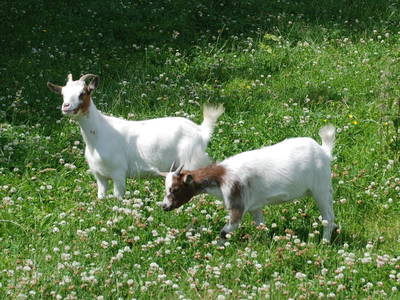 Bild 12 aus  Ferienhof Gröne