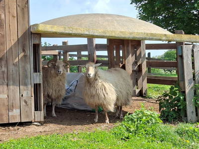 die älteren Heidschnucken