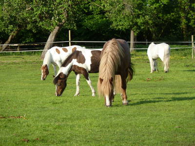Bild 19 aus  Eichenhof