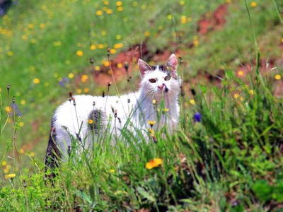 Katze beobachtet alles