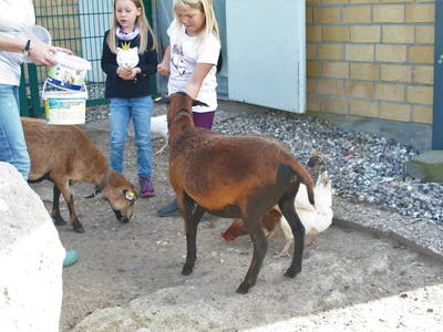 Bild 28 aus  Ostseeferienhof  Stoldt