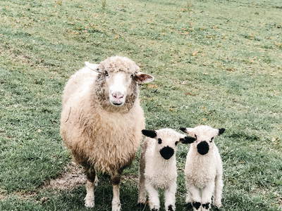 Bild 24 aus  LandSelection Proneben Gut