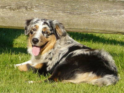 Bild 9 aus  Ferienhof Gellert