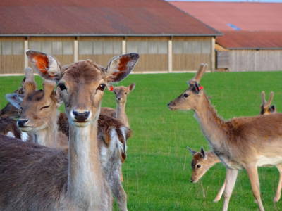 Bild 14 aus  Ferienhof Birnbaum