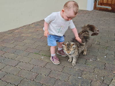 Bild 29 aus  Taxengut