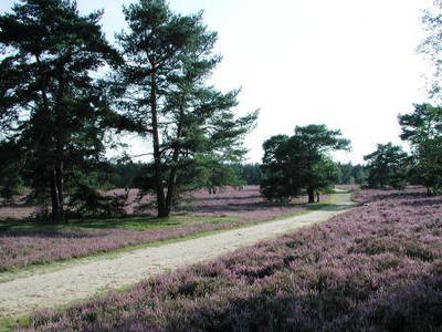 Bild 14 aus  Hof Höpen