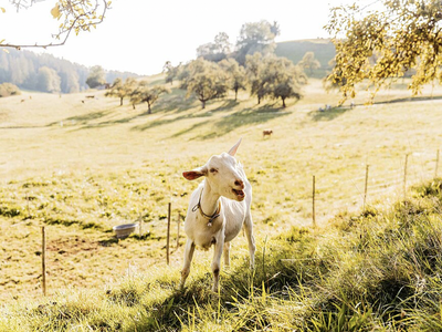 Bild 20 aus  Streuobst Chalets