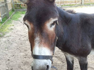 Bild 12 aus  Nutztier-Arche Hof Steindamm