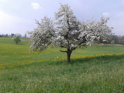 Bild 12 aus  Erholung - Natur pur - Urlaub auf dem Loyerhof