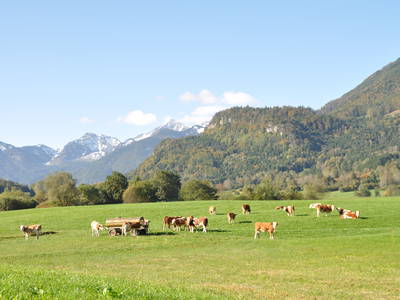 Bild 20 aus  Donauerhof