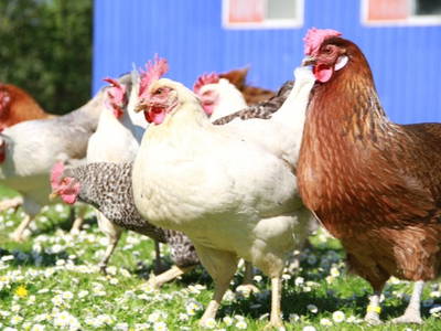 Bild 20 aus  Ferienhof Heute Mühle