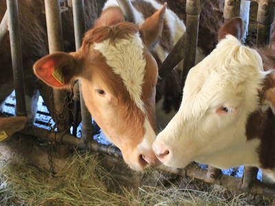 Bild 8 aus  Innerharmerhof