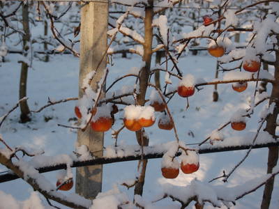 Bild 32 aus  Callhof Biohof