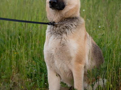 Bild 3 aus  Reiterhof Losse