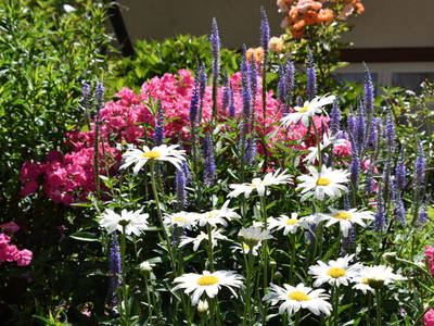 Bild 12 aus  Vogtbenedikthof im Schwarzwald