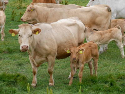 Bild 14 aus  Adrianenhof