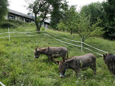 Bild 8 aus  Eselhof Le Certeau