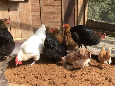 Bild 21 aus  Hof in Liebesdorf