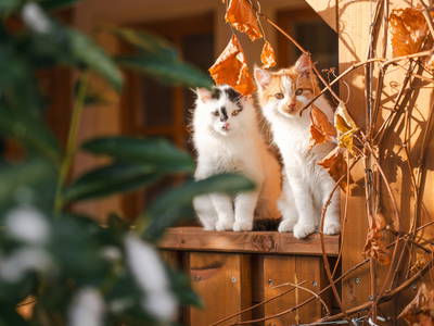 Bild 34 aus  "Forellen - Reiterhof" 5 Sterne Hof direkt am See