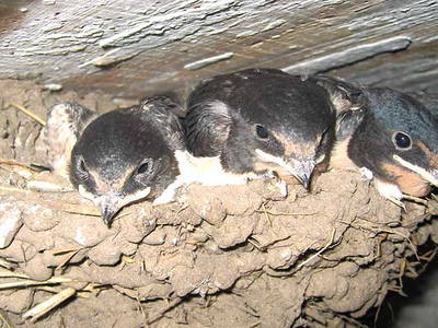 Bild 23 aus  Alte Scheune Krakvitz, Inh. Gisela Stolpe&Peter Hübner