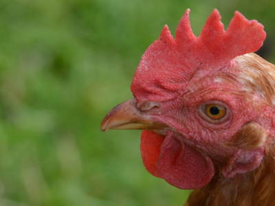 Bild 25 aus  Ferienhof Buchberger