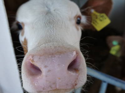 Bild 10 aus  Ferienhof Bohn