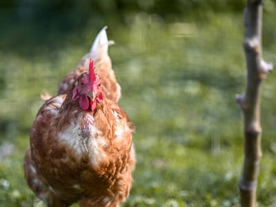 Bild 40 aus  Kircherhof