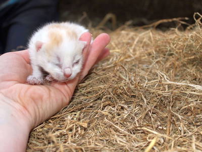 Bild 24 aus  Ommen Ferienhof