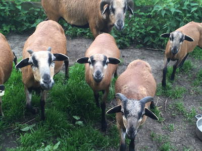 Bild 27 aus  LandSelection Ol' Backhus