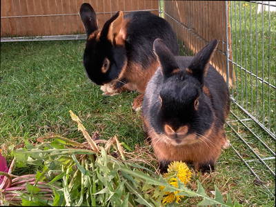 Zwei flauschige Langohren aus unserem Streichelzoo