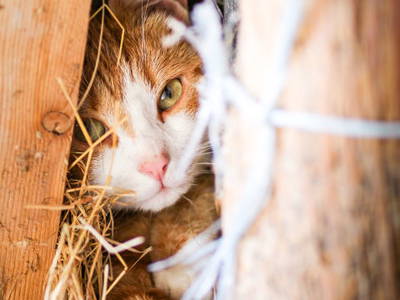 Bild 12 aus  Kleine Viecherei