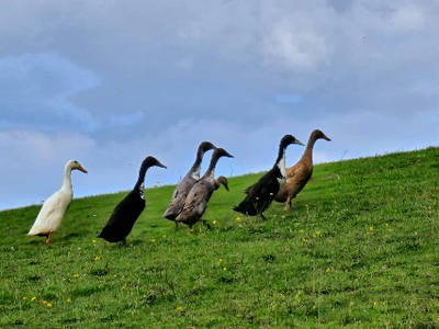 Bild 25 aus  Ferienhof Schnoor