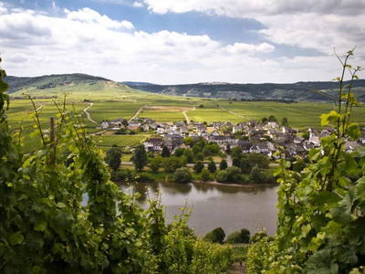 Bild 2 aus  Weingut Winnebeck inmitten der Weinberge
