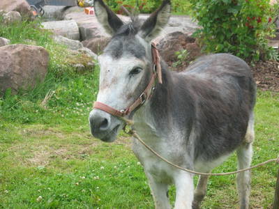 Bild 8 aus  Gutshof Armbruster