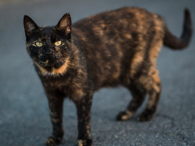 Bild 19 aus  Bauernhof Härtel