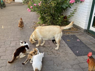 Bild 88 aus  Ferienhof Messer  Bauernhofurlaub  Ostseenähe  Ponys