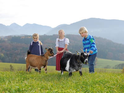 Ziegen spazieren führen am Daxlberger Hof